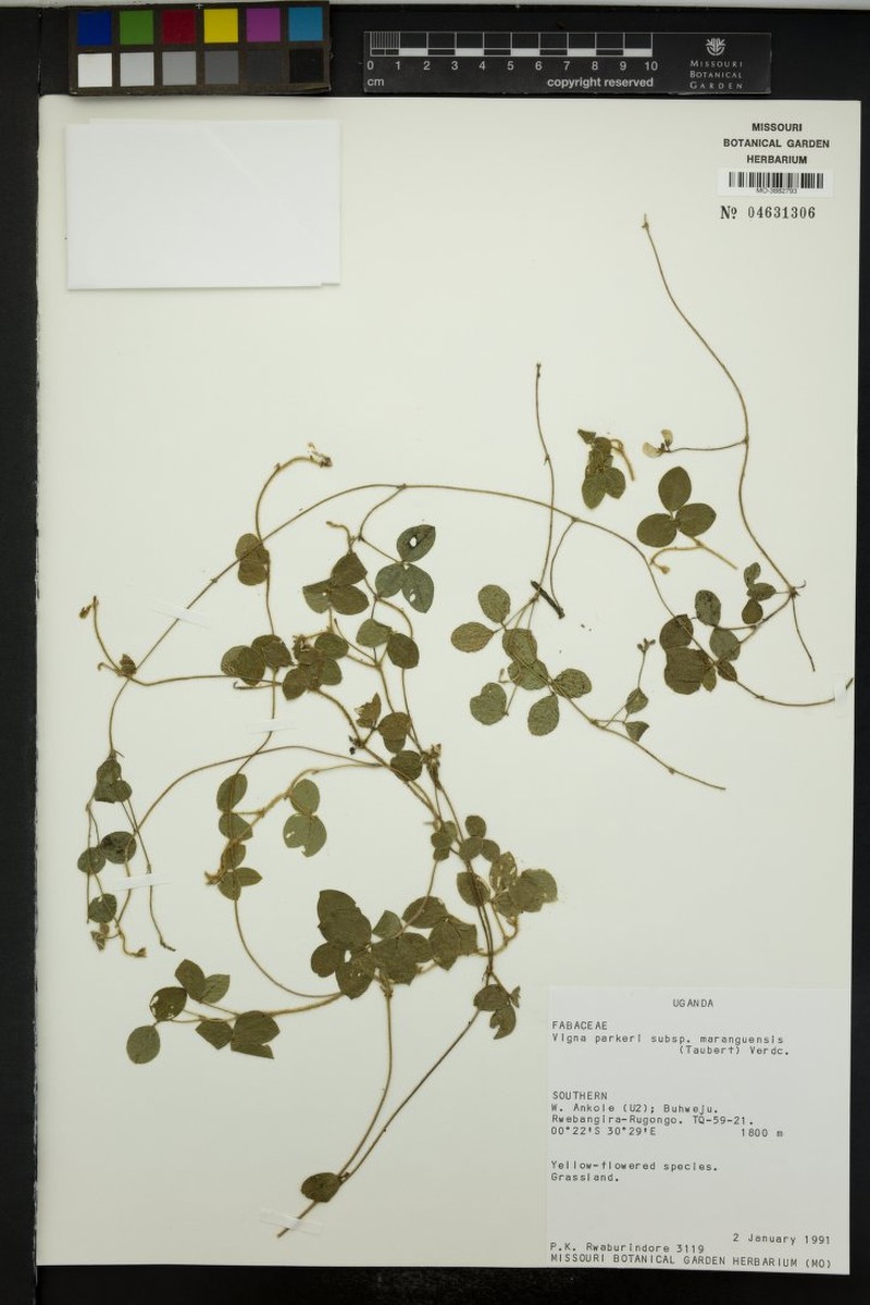 Vigna parkeri subsp. maranguensis photo 6