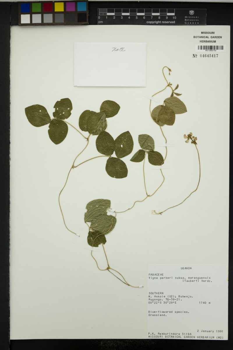 Vigna parkeri subsp. maranguensis photo 7