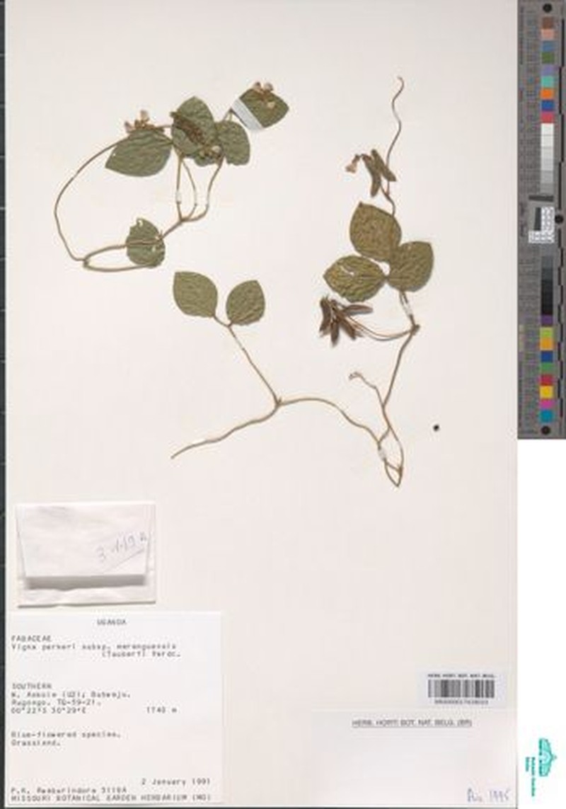 Vigna parkeri subsp. maranguensis photo 8