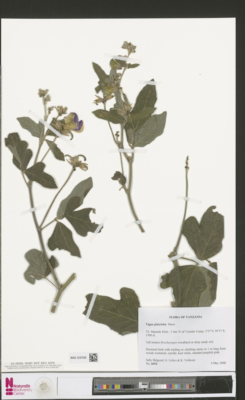 Vigna platyloba