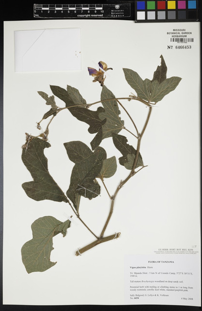 Vigna platyloba photo 2