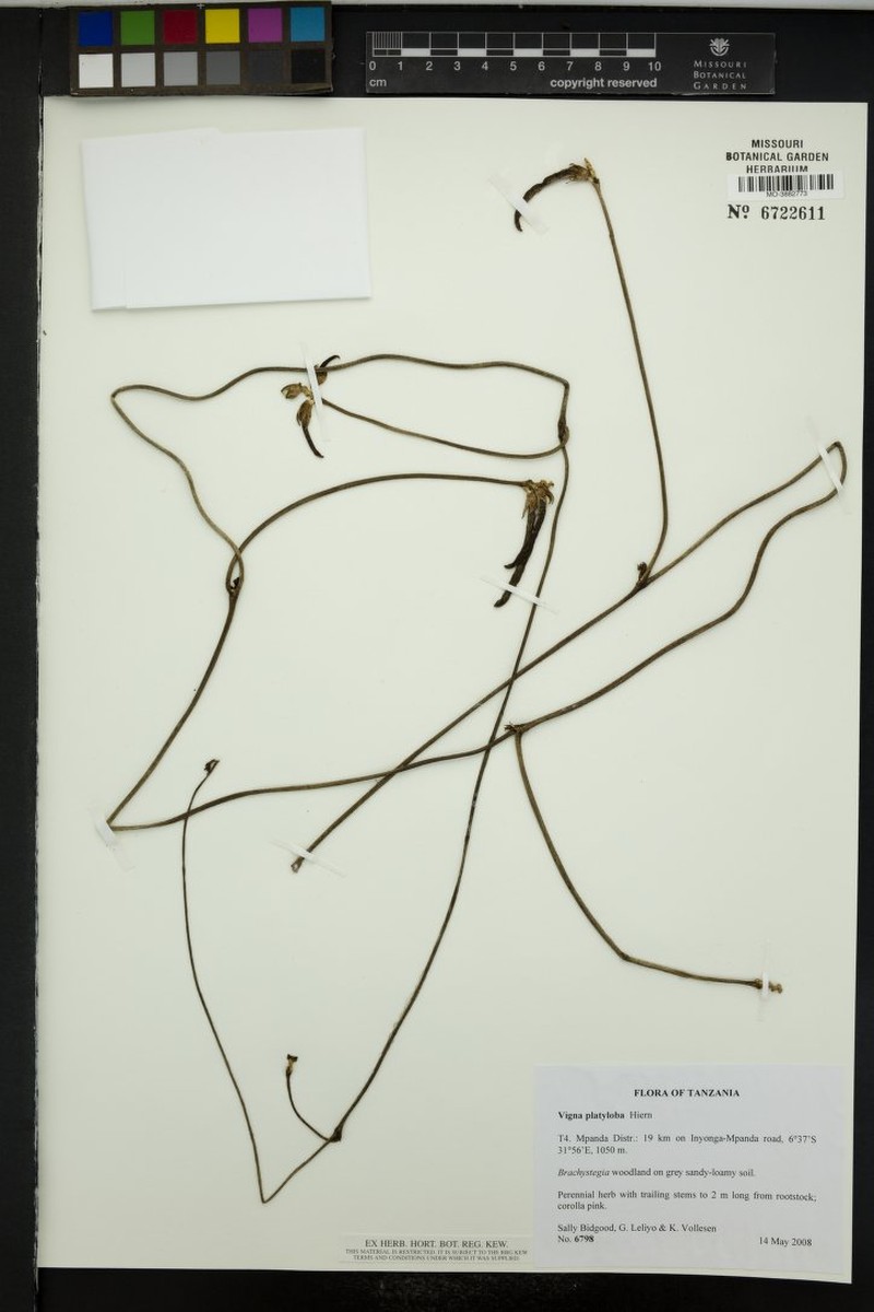 Vigna platyloba photo 3