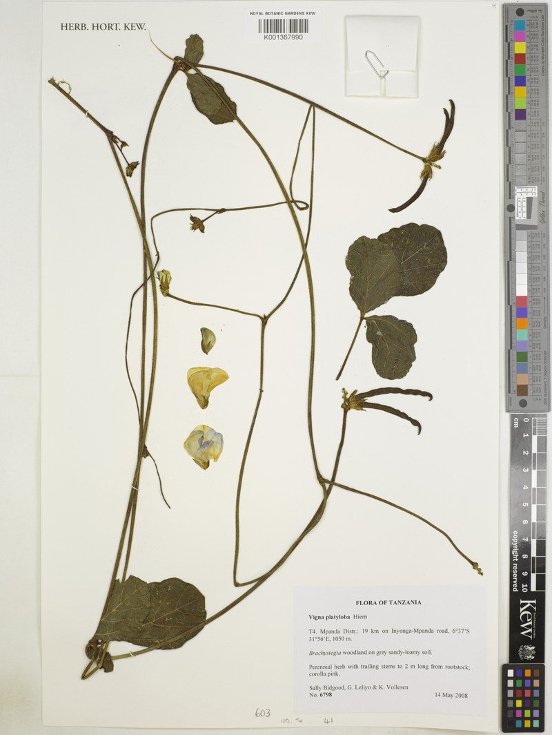 Vigna platyloba photo 4