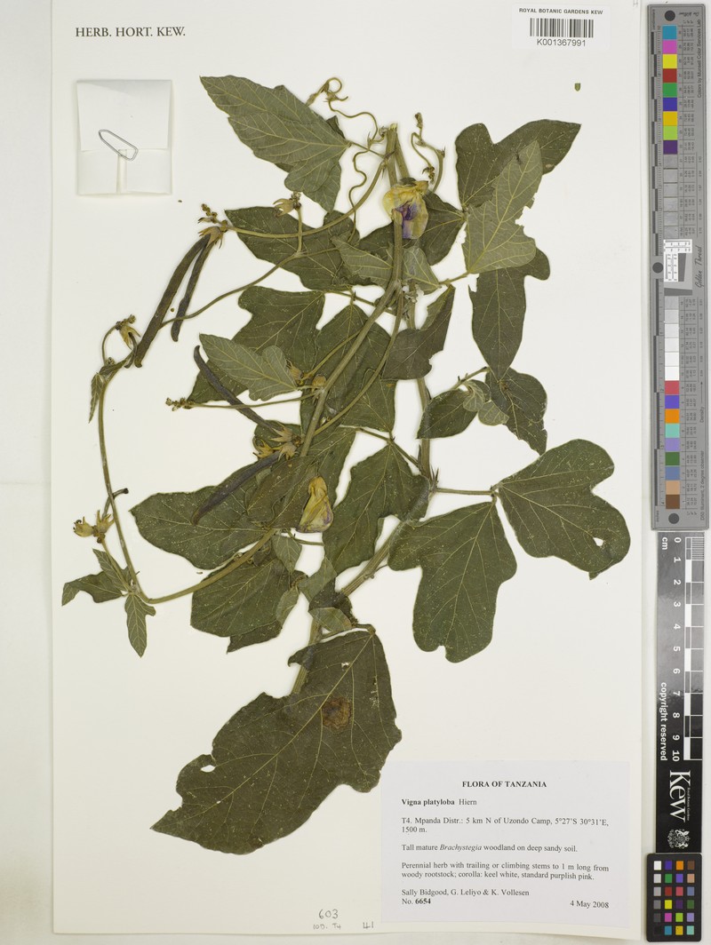 Vigna platyloba photo 5