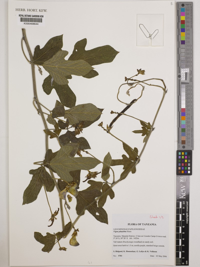Vigna platyloba photo 6