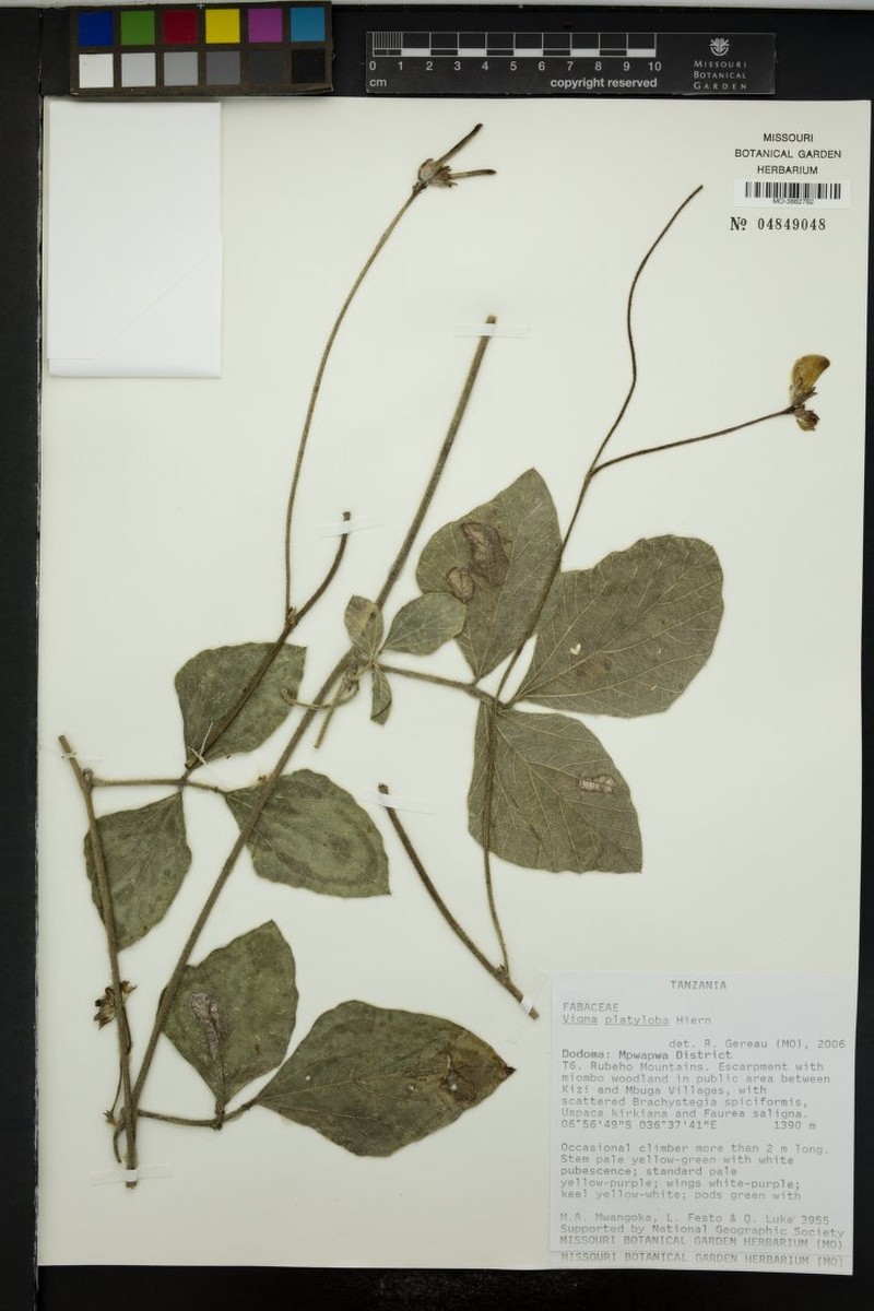 Vigna platyloba photo 7
