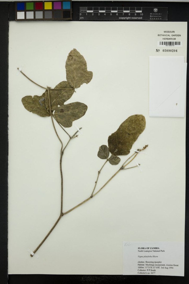 Vigna platyloba photo 8