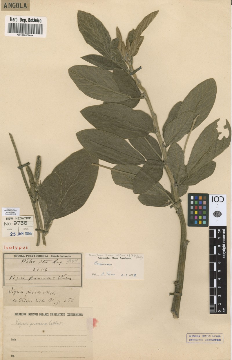 Vigna procera
