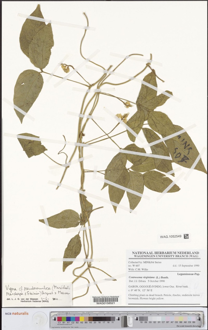 Vigna pseudovenulosa