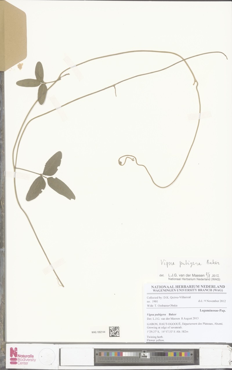 Vigna pubigera photo 5