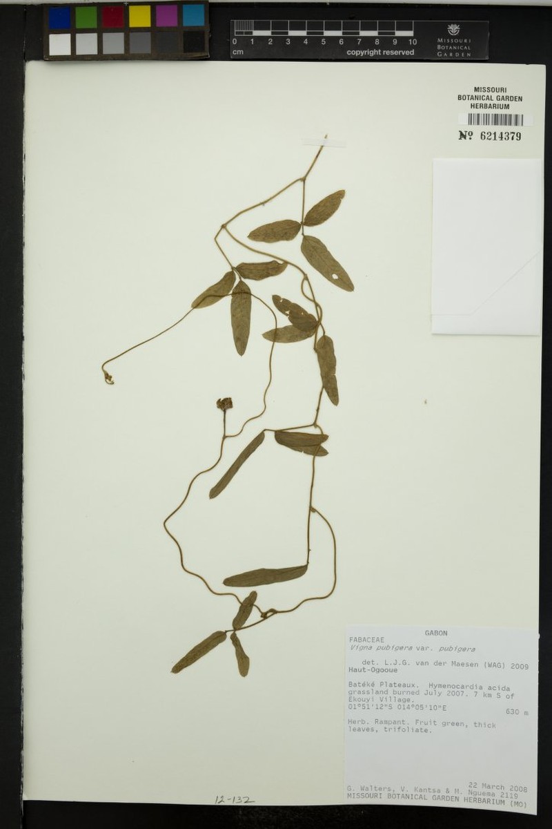 Vigna pubigera photo 6
