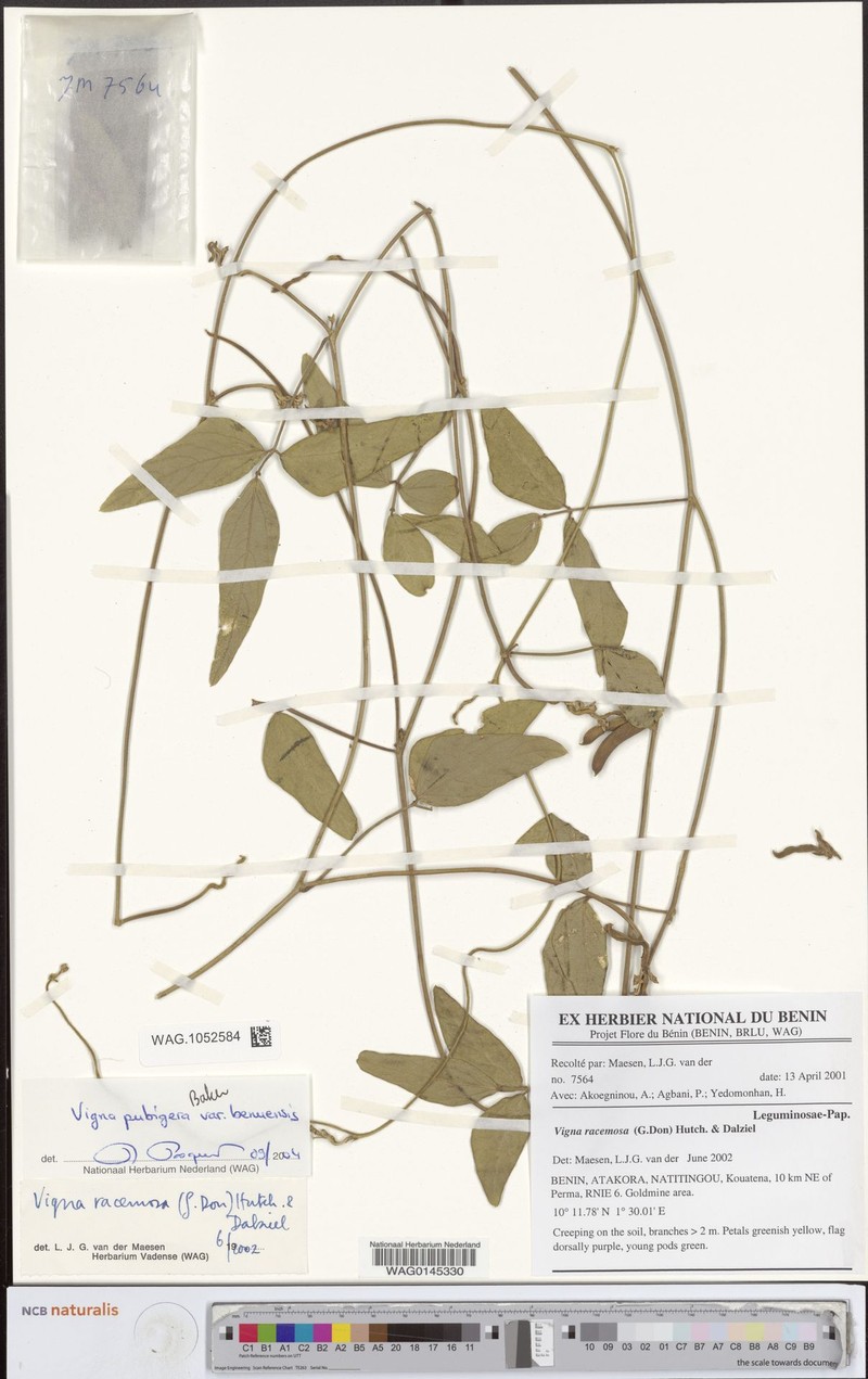 Vigna pubigera var. benuensis