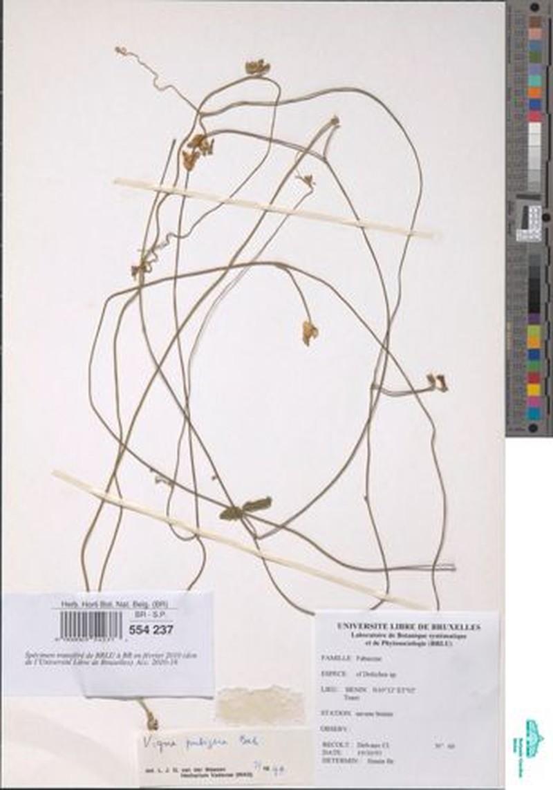 Vigna pubigera var. benuensis photo 3