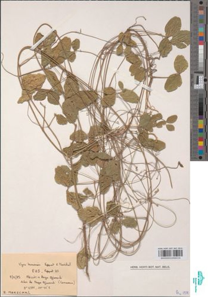 Vigna pubigera var. benuensis photo 4
