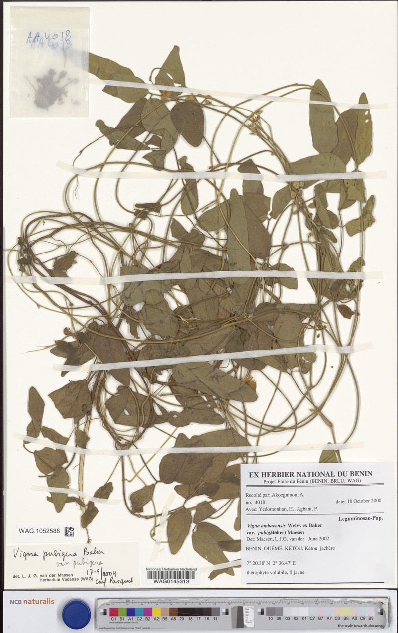Vigna pubigera var. pubigera photo 4