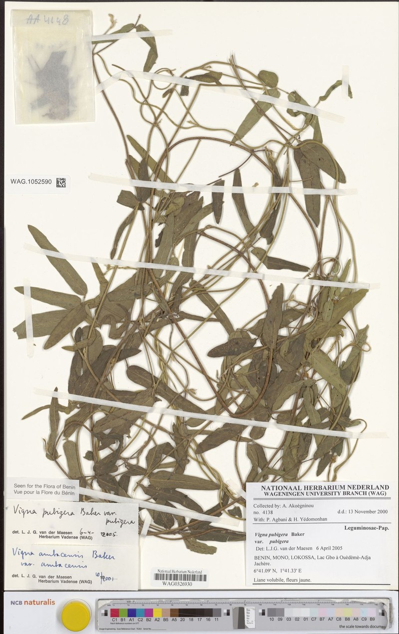 Vigna pubigera var. pubigera photo 6