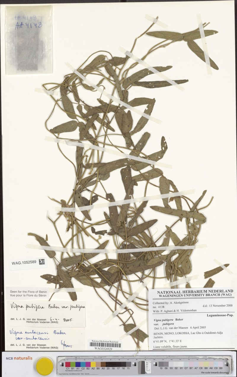 Vigna pubigera var. pubigera photo 7