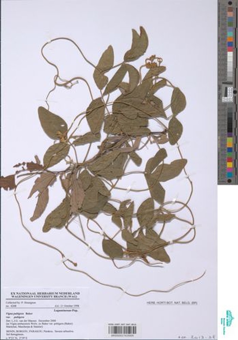 Vigna pubigera var. pubigera photo 8