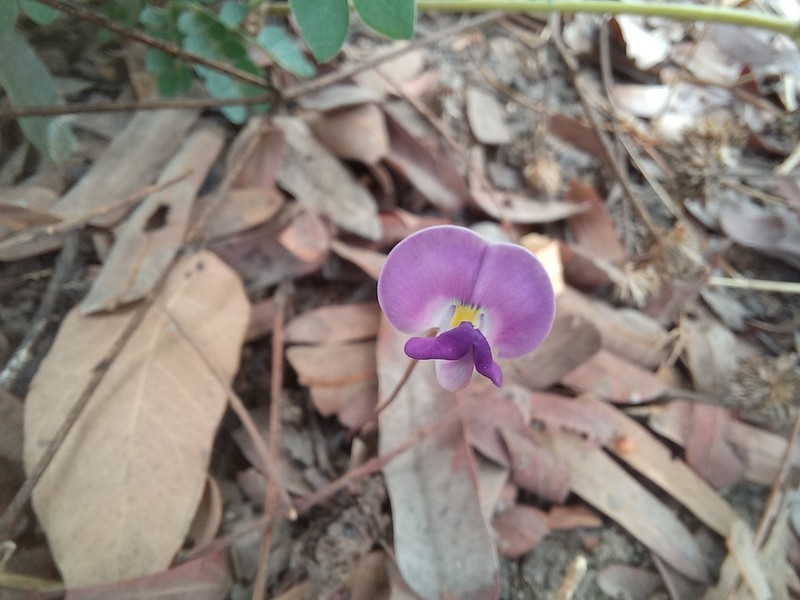 Vigna pygmaea