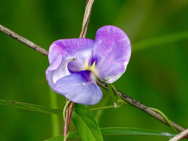 Vigna pygmaea photo 2