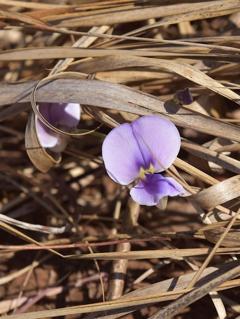Vigna pygmaea photo 3