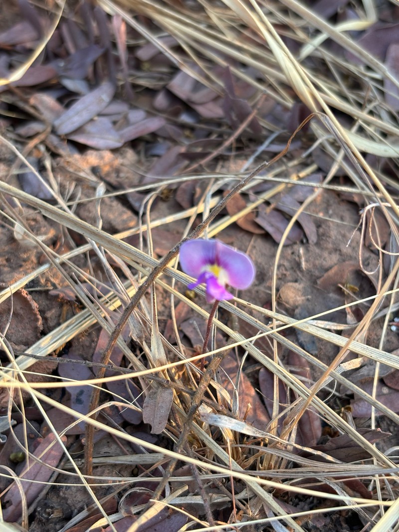 Vigna pygmaea photo 4