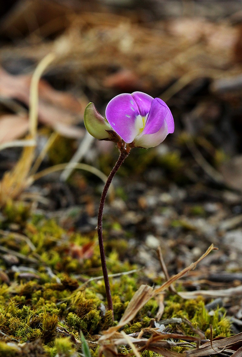 Vigna pygmaea photo 5