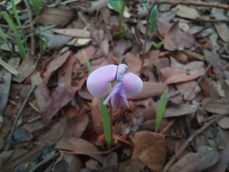 Vigna pygmaea photo 6