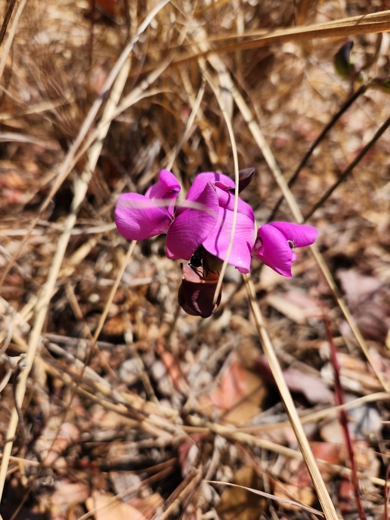 Vigna pygmaea photo 7