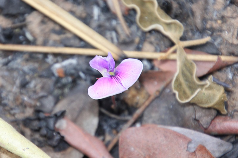 Vigna pygmaea photo 8