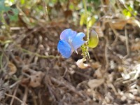 Vigna racemosa