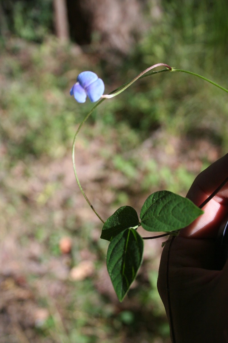 Vigna racemosa photo 2