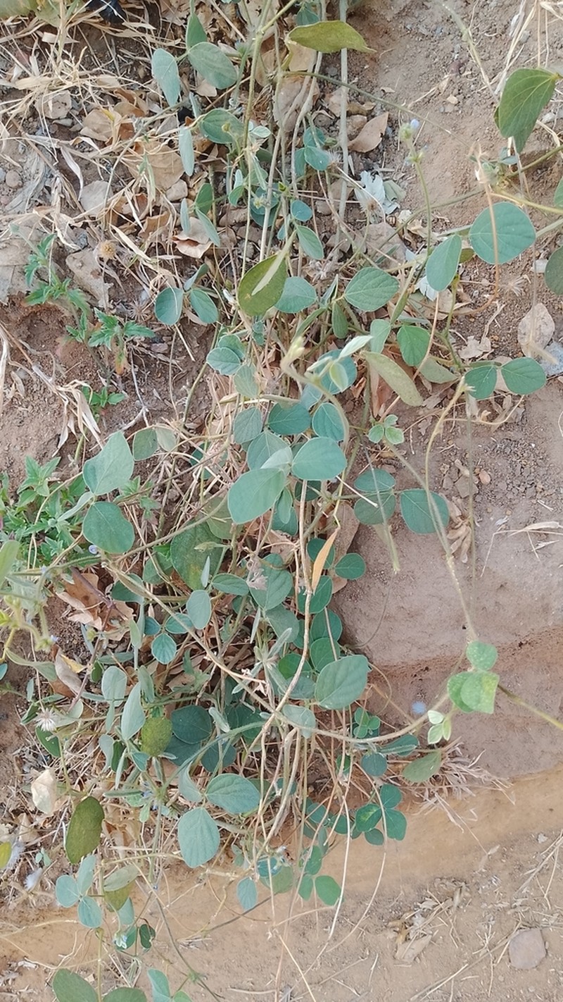 Vigna racemosa photo 3