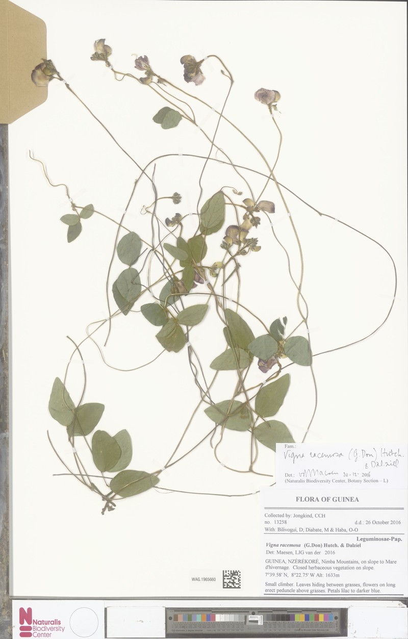 Vigna racemosa photo 5