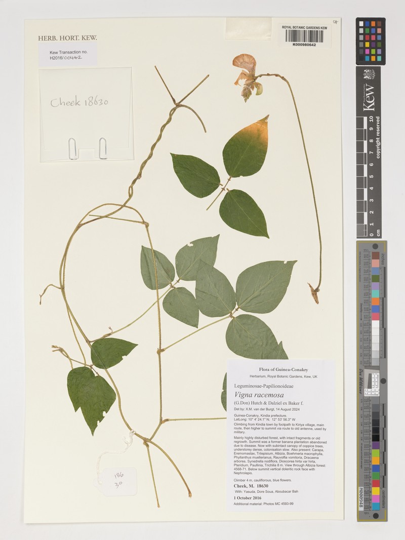 Vigna racemosa photo 6