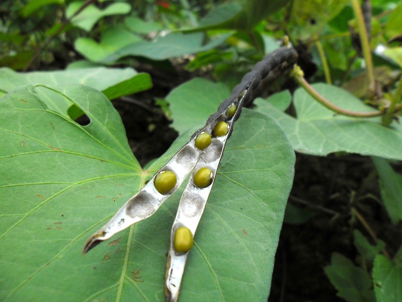Mung Bean photo 2