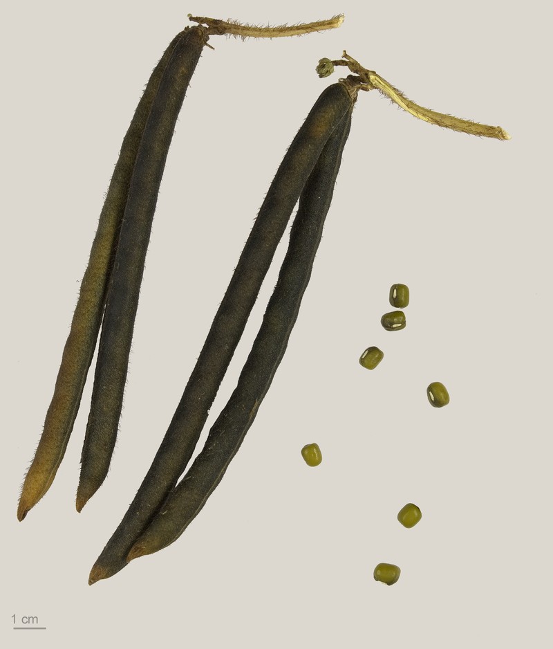 Mung Bean photo 3