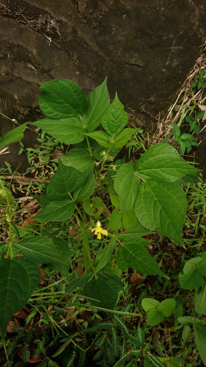 Mung Bean photo 5
