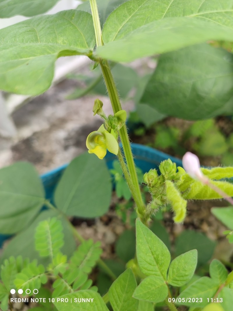 Mung Bean photo 6