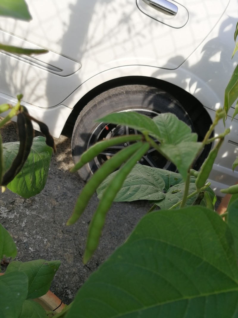 Mung Bean photo 7