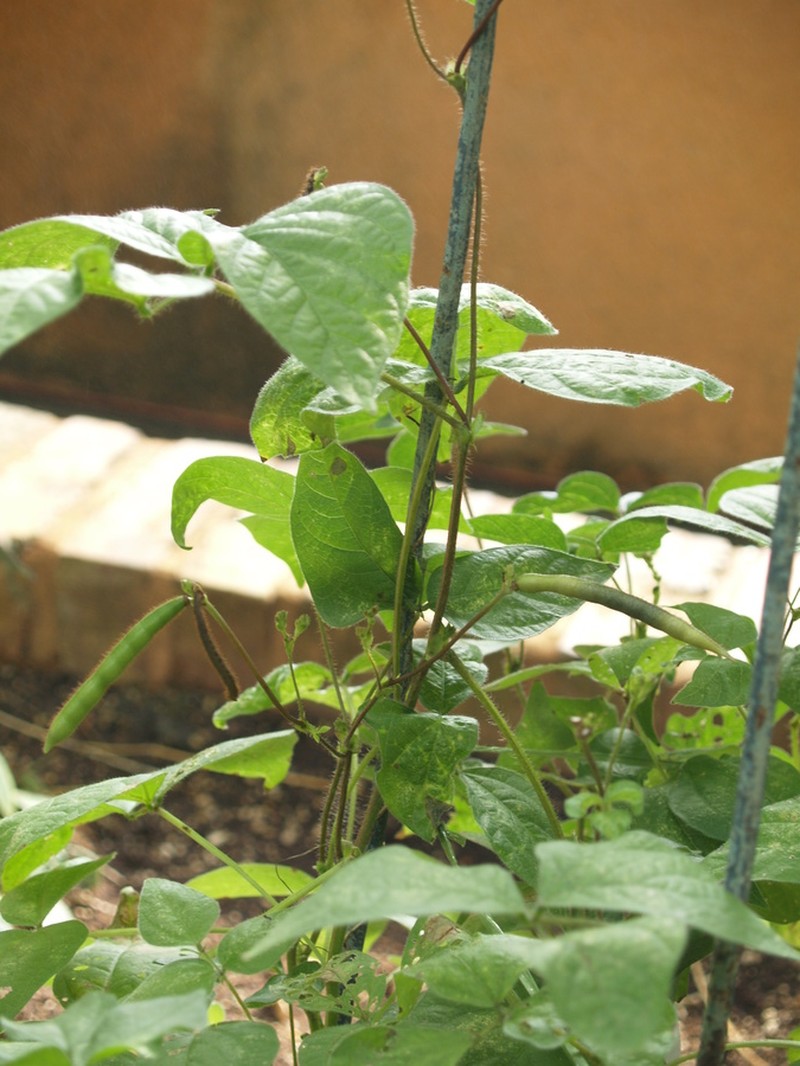 Vigna radiata var. radiata