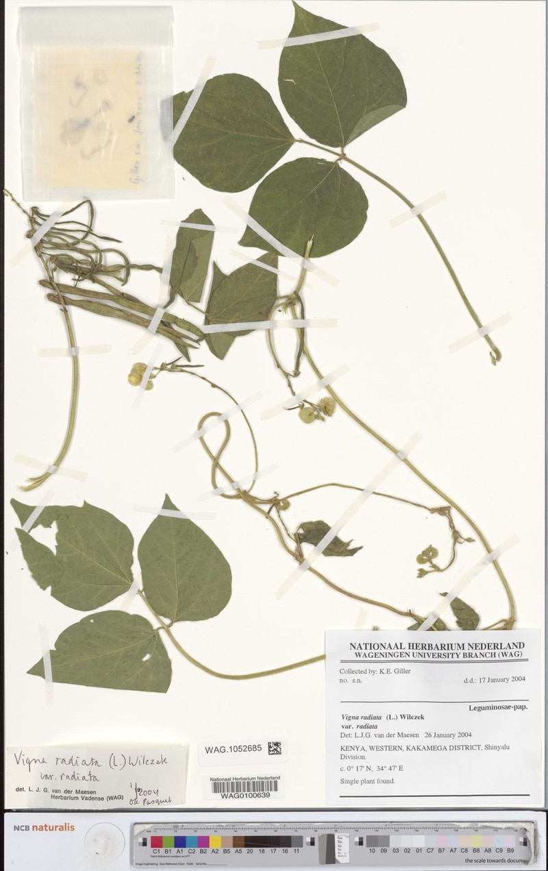 Vigna radiata var. radiata photo 2