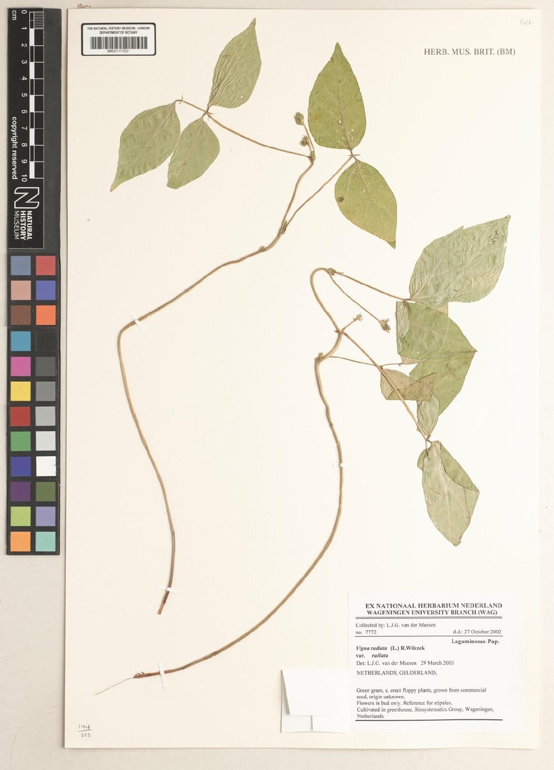 Vigna radiata var. radiata photo 3