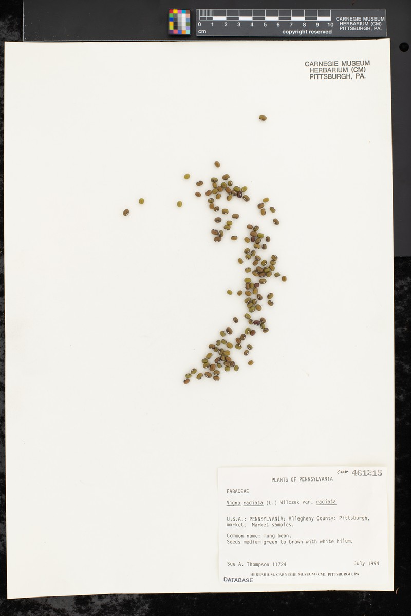 Vigna radiata var. radiata photo 4