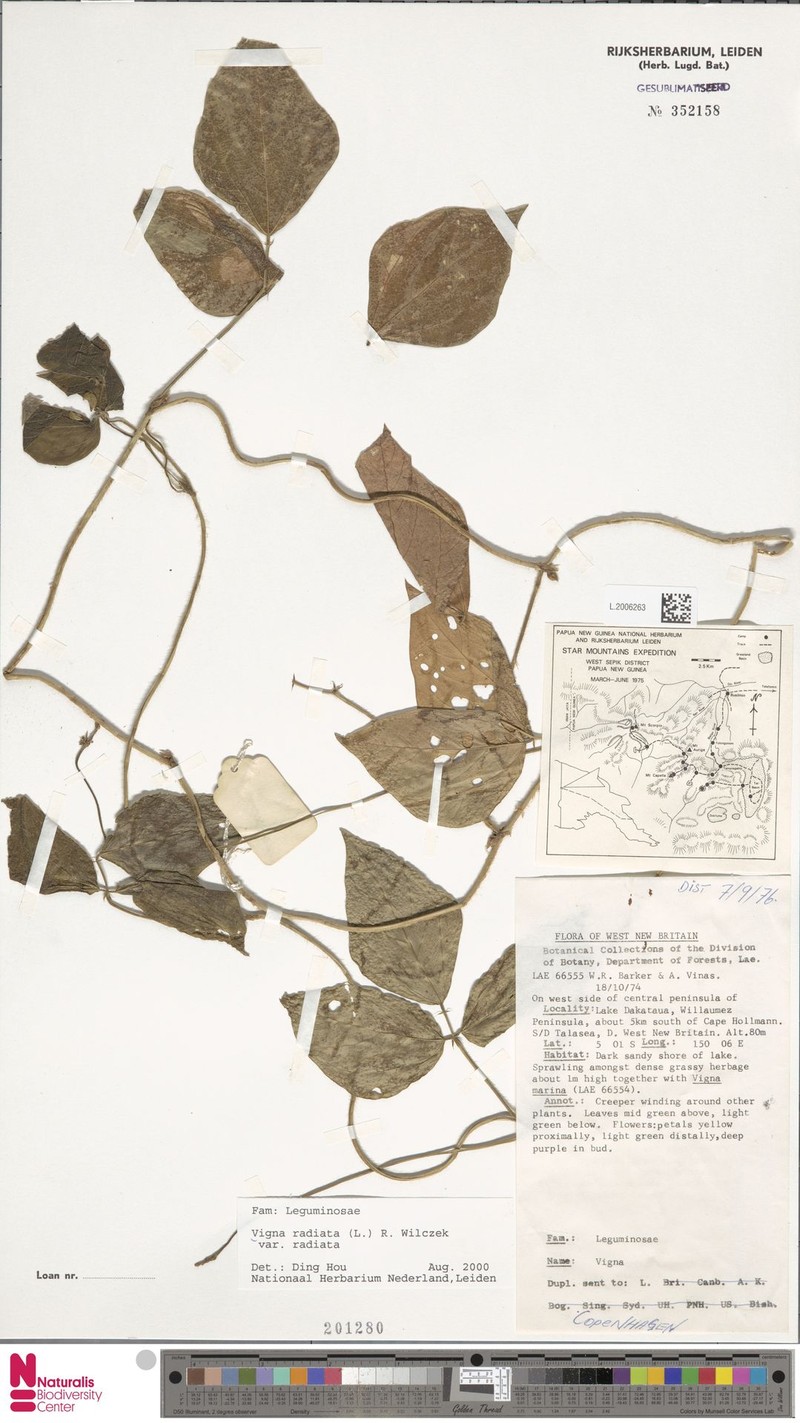 Vigna radiata var. radiata photo 5