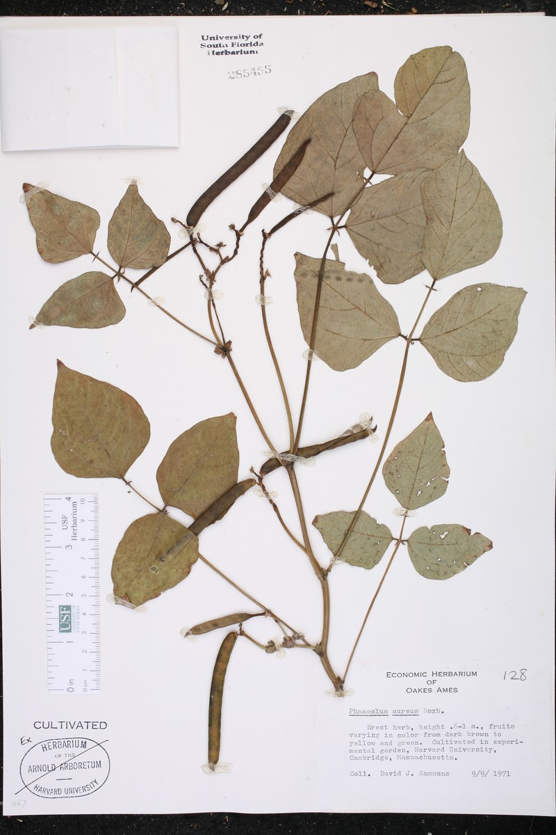 Vigna radiata var. radiata photo 6