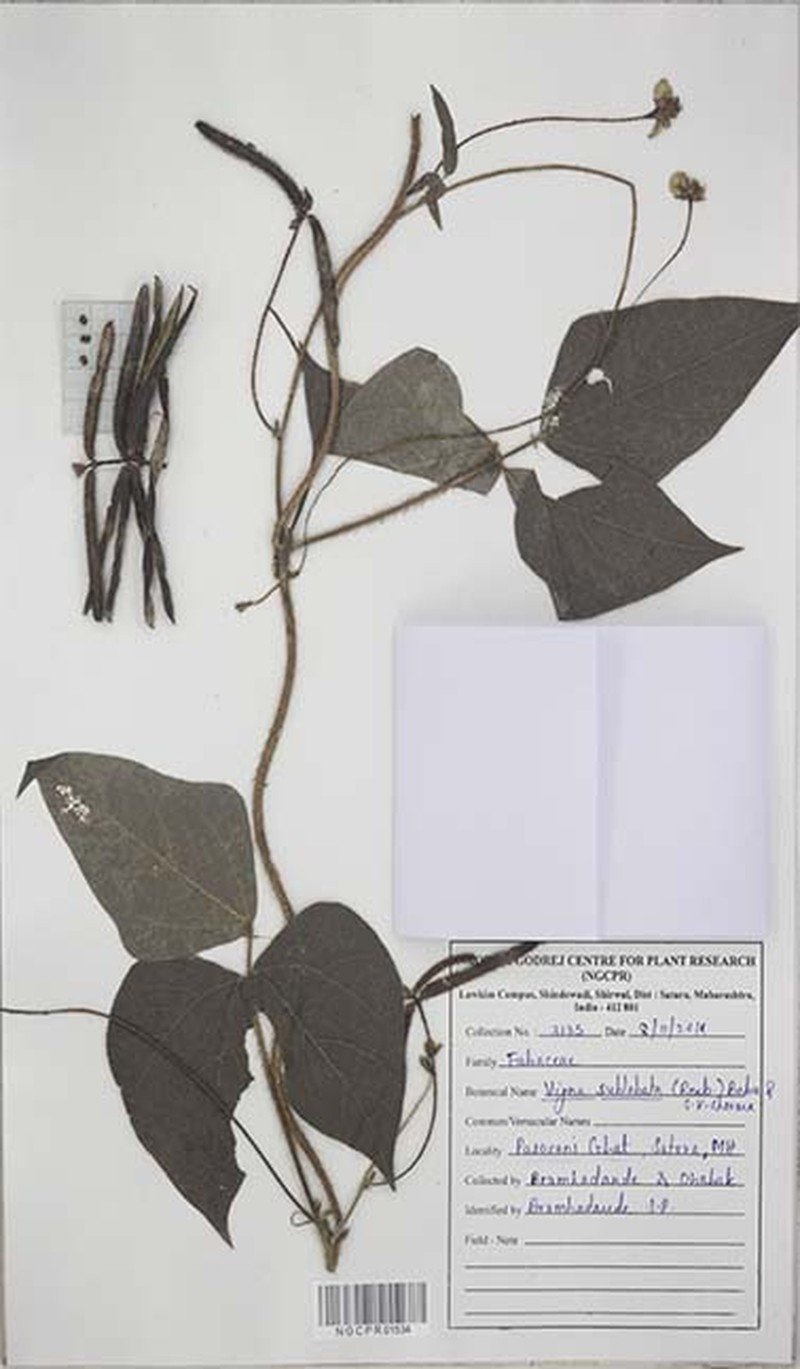 Vigna radiata var. setulosa
