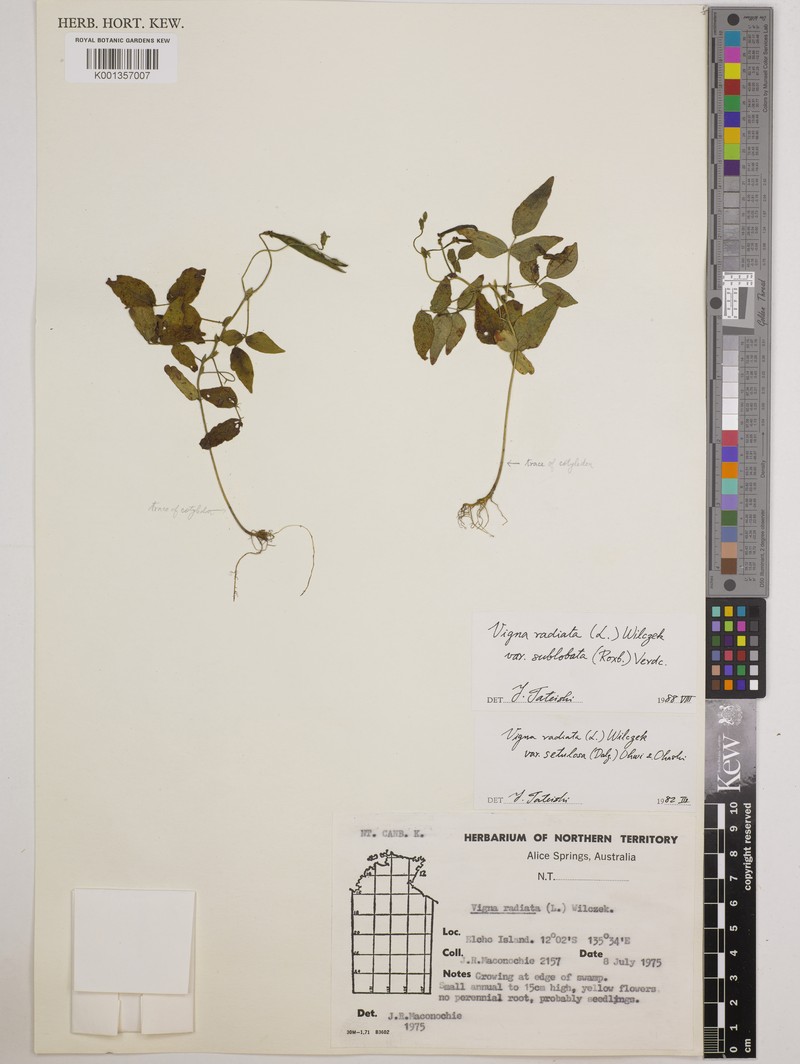Vigna radiata var. setulosa photo 2
