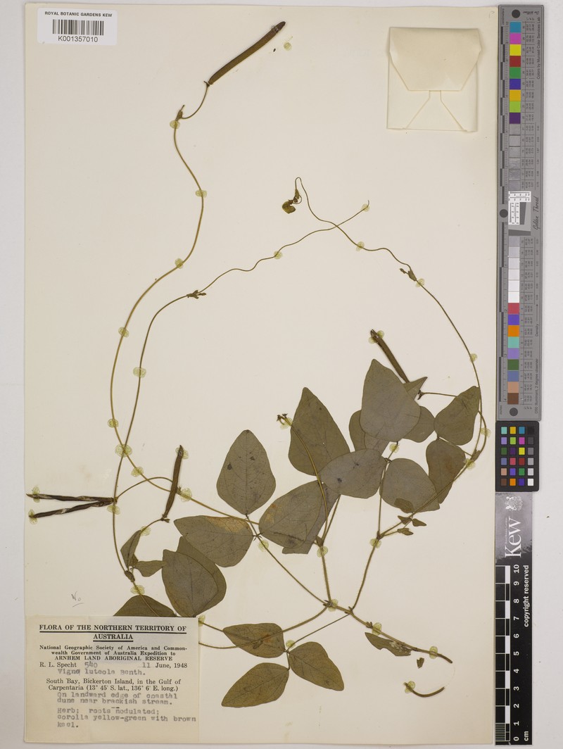 Vigna radiata var. setulosa photo 3