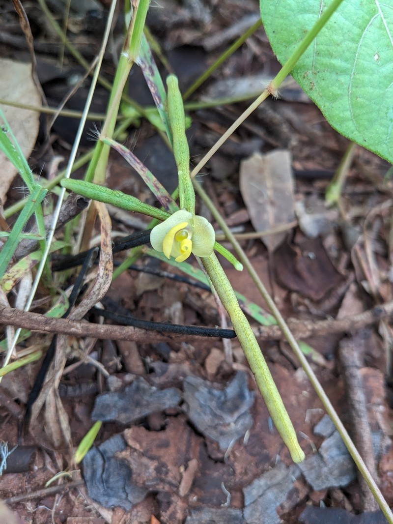 Vigna radiata var. sublobata